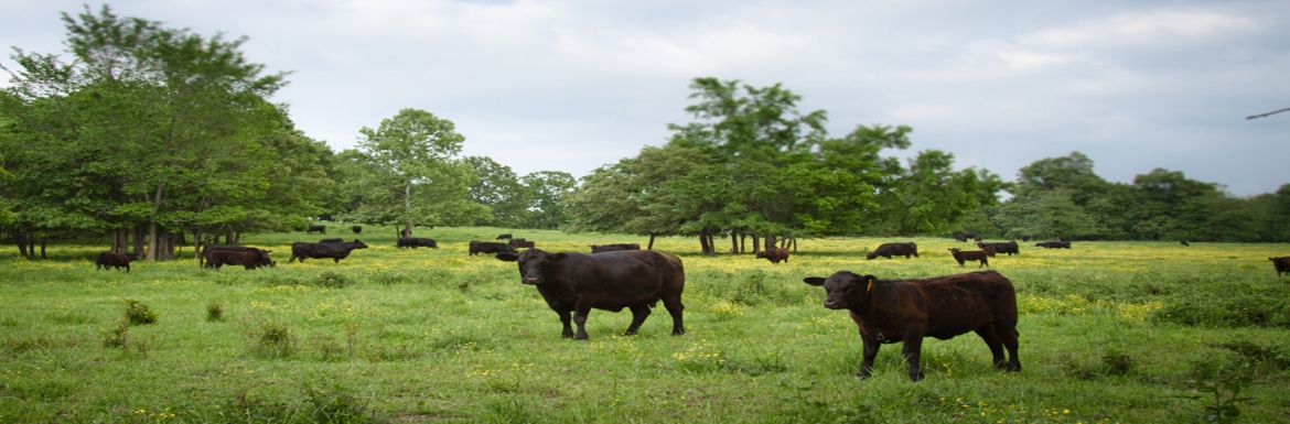 Thịt bò ăn cỏ, chăn thả tự nhiên, không chất tăng trọng nên có độ an toàn cao
